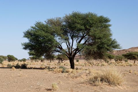 Acacia raddiana 2024